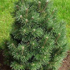 Сосна горная "Колумнарис" (Columnaris)